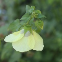 Hibiscus vitifolius L.